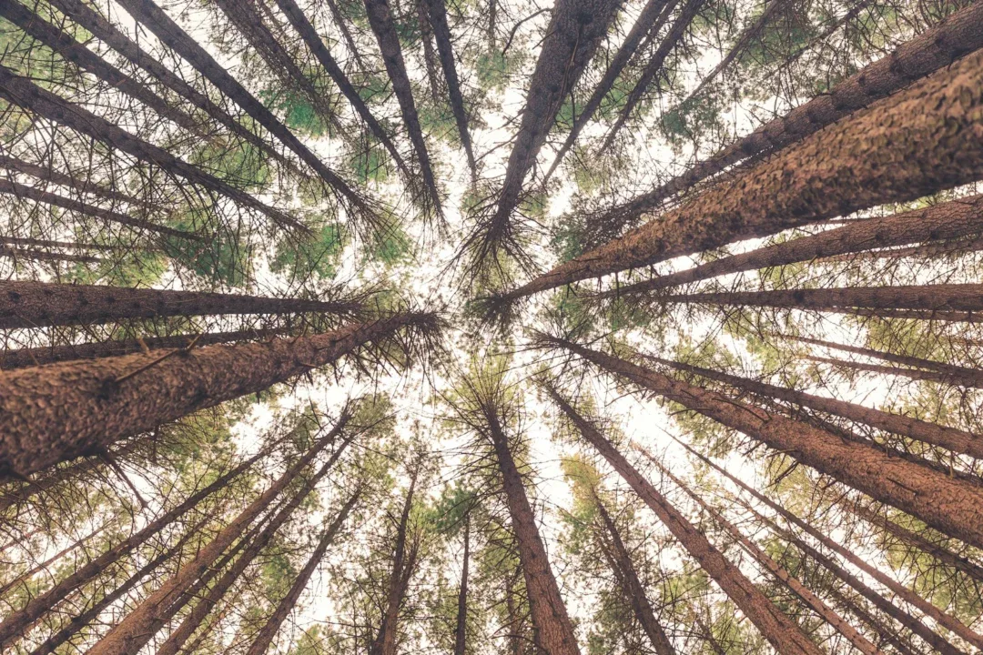 low angle view of trees