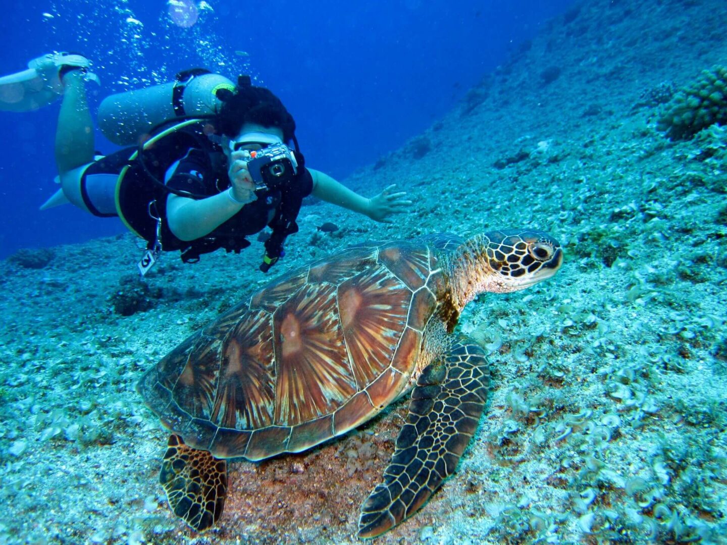 Exploring the Underwater Wonders: A Traveler's Guide to Thailand's Islands.