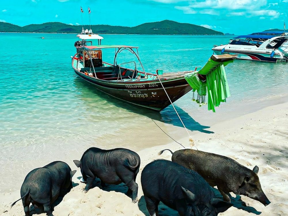 Koh Madsum (Pig Island) is one of Thailand's beautiful islands, a unique and charming destination for travel lovers.